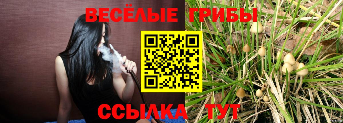 Псилоцибиновые грибы Cubensis Вичуга